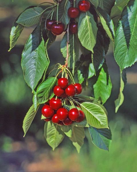 Oregon, Mosier Cherries hanging in tree